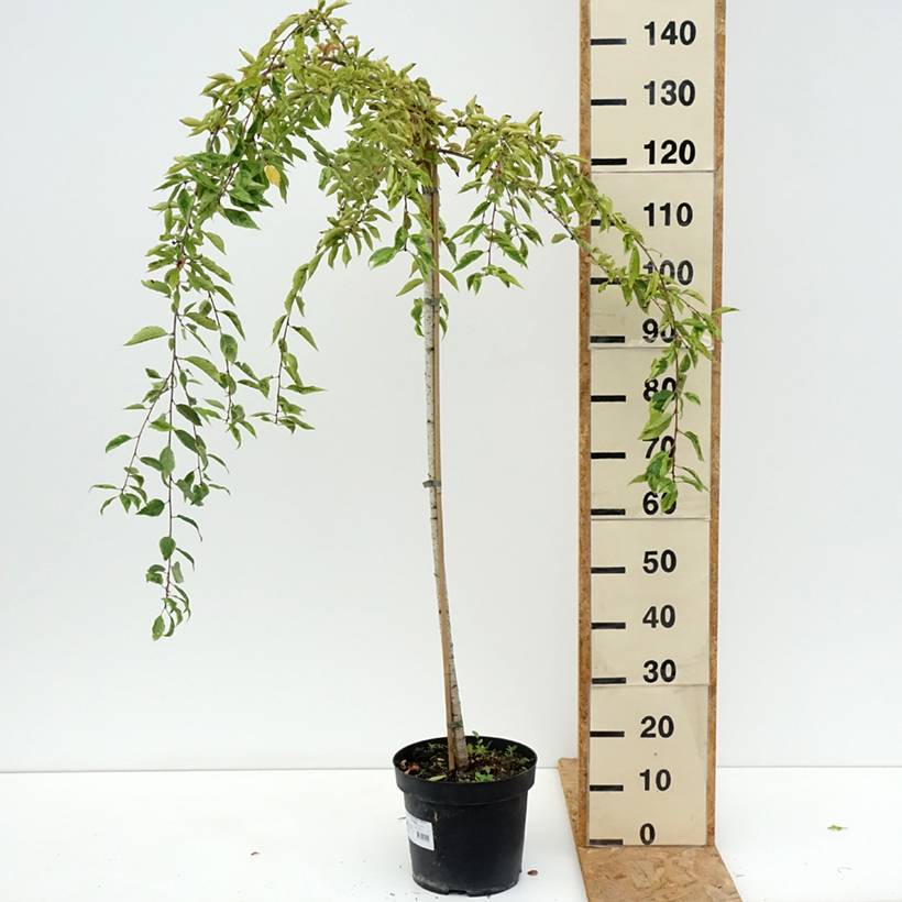 Promesse de Fleurs - Cerisier à fleurs du Japon - Prunus incisa Frilly Frock Pot de 7,5L/10L, Tige - Image 2