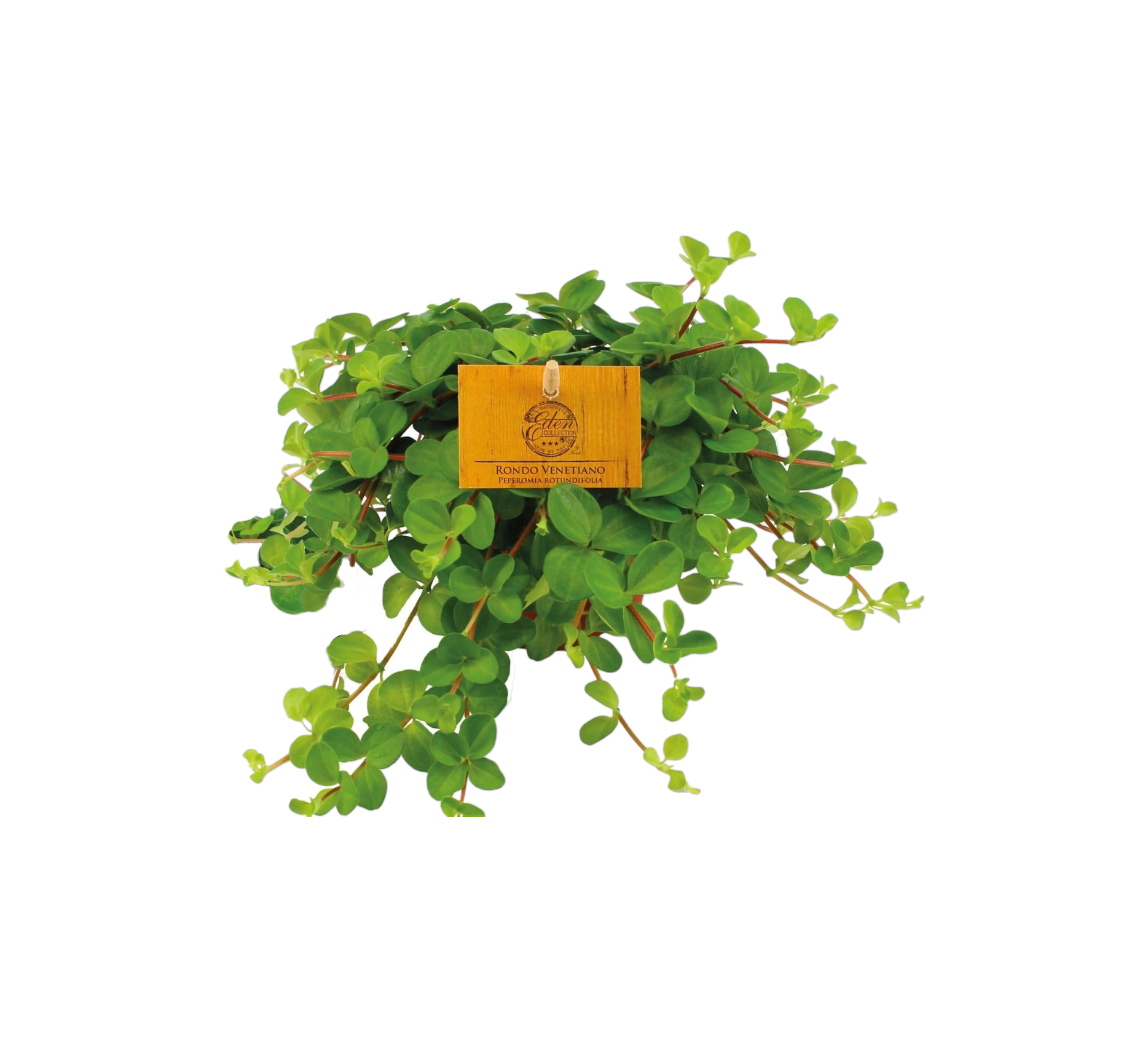Peperomia Rotundifolia 15cm - Plante d'intérieur- La Green Touch