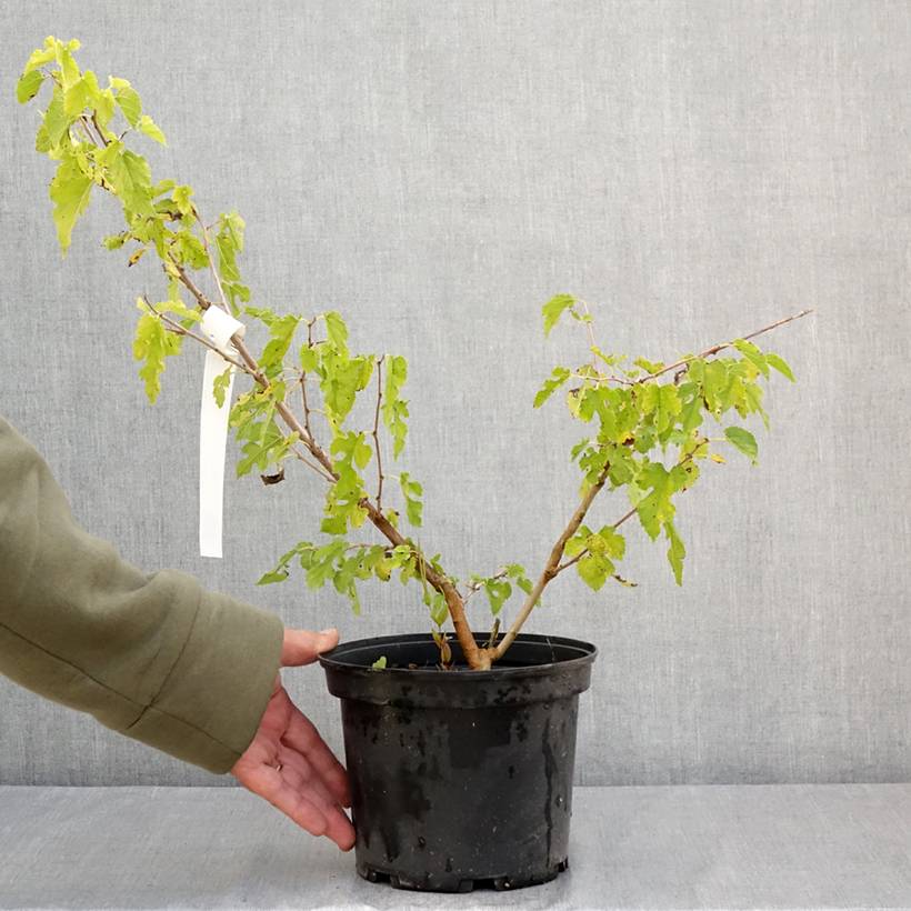 Promesse de Fleurs - Morus alba Milanowek - Mûrier blanc Pot de 3L/4L - Image 2