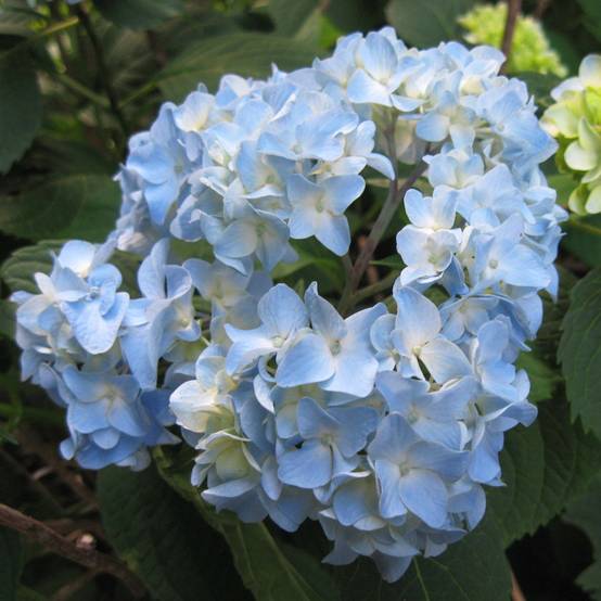 Promesse de Fleurs - Hortensia - Hydrangea macrophylla Nikko Blue Godet de 8/9 cm - Image 1