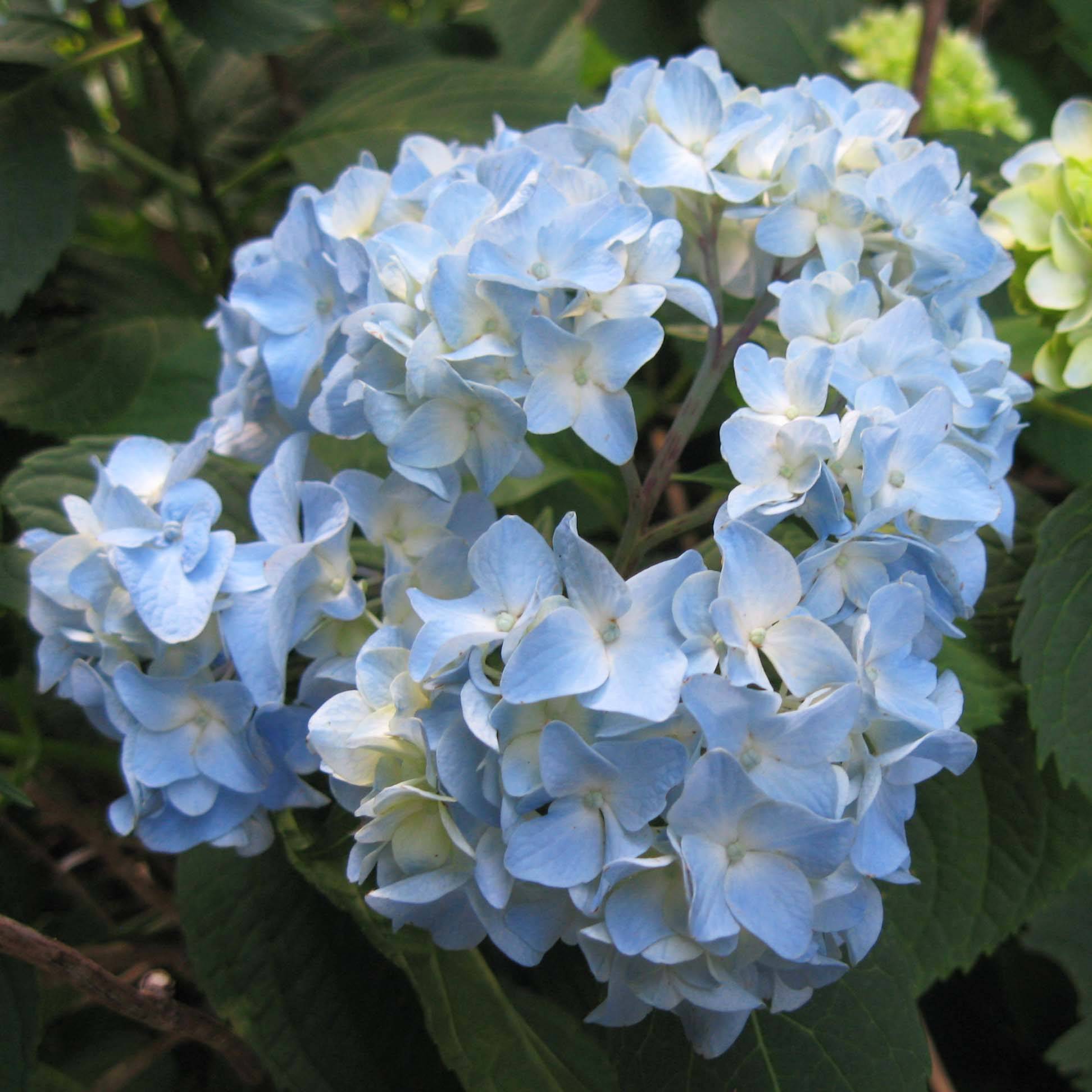 Promesse de Fleurs - Hortensia - Hydrangea macrophylla Nikko Blue Godet de 8/9 cm - Image 1
