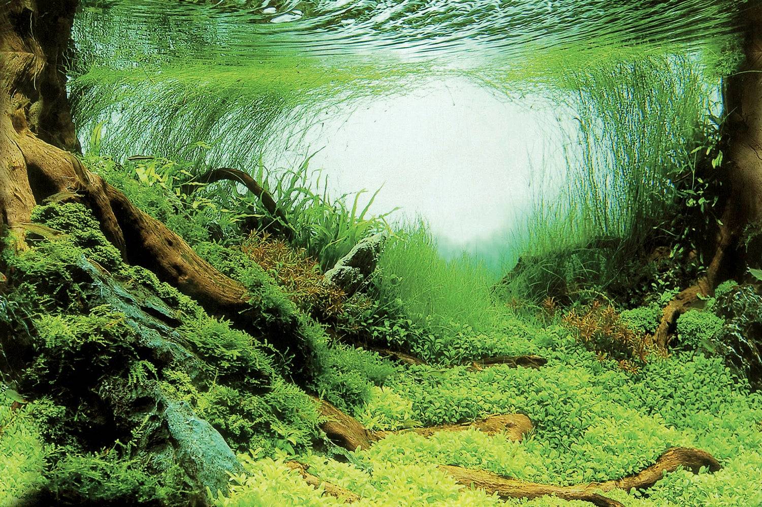 Superfish - Affiche déco SuperFish C4 Papier Couleurs 120x49 cm - SUPERFISH
