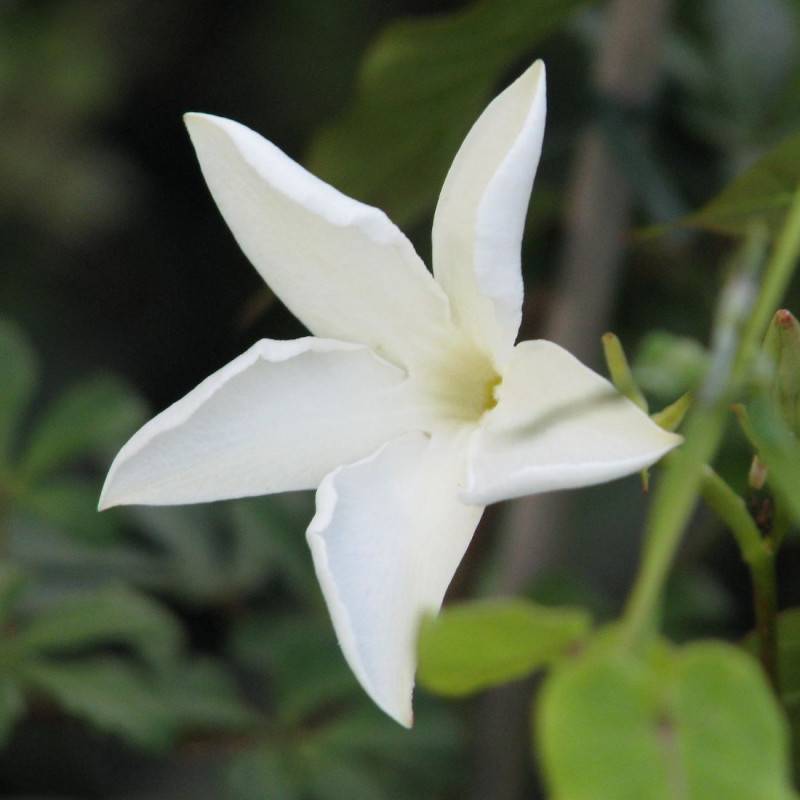 Jasmin du Chili à fleurs Blanche/ - feuillage Caduc - Pot de 3L - Echelle bambou 60/120 cm - Imagen 3