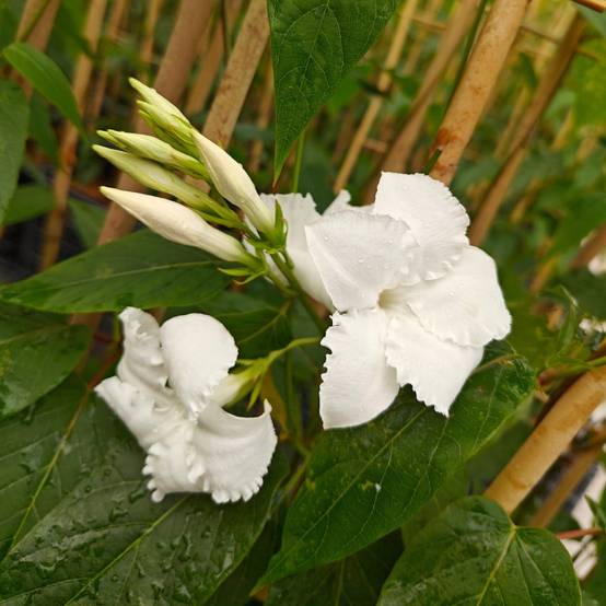 Jasmin du Chili à fleurs Blanche - feuillage Caduc - Pot de 3L - Echelle bambou 60/120 cm- hauteur à maturité De 2,00 m à 2,50 m - Image 3