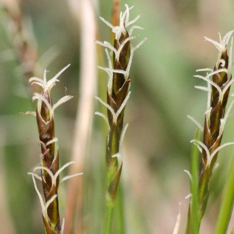 Carex davalliana - Laîche de Davall Godet de 8/9 cm
