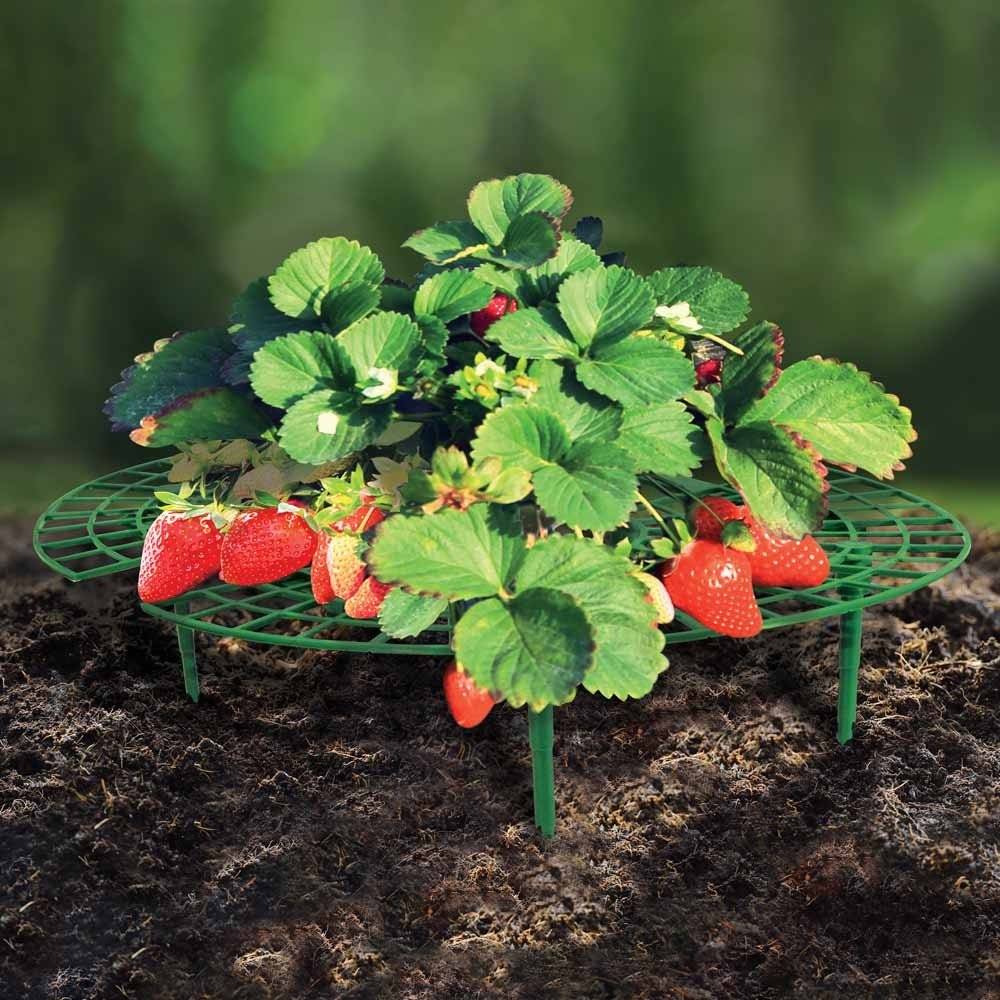 Terre Jardin - Support fraisier - Lot de 5 - Imagen 7