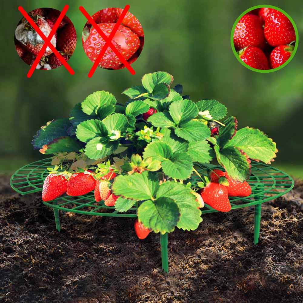 Terre Jardin - Support fraisier - Lot de 5 - Imagen 6