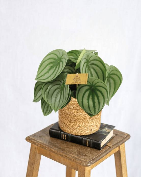 Peperomia Argyreia 25cm - Plante d'intérieur- La Green Touch - Image 2
