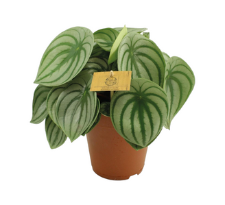 Peperomia Argyreia 25cm - Plante d'intérieur- La Green Touch