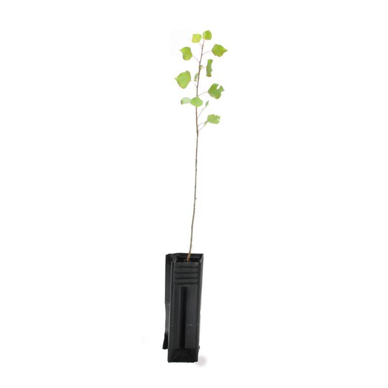 Peuplier noir d'Italie (Populus nigra 'Italica') - Godet - Taille 20/40cm - Pépinières Naudet - Imagen 3