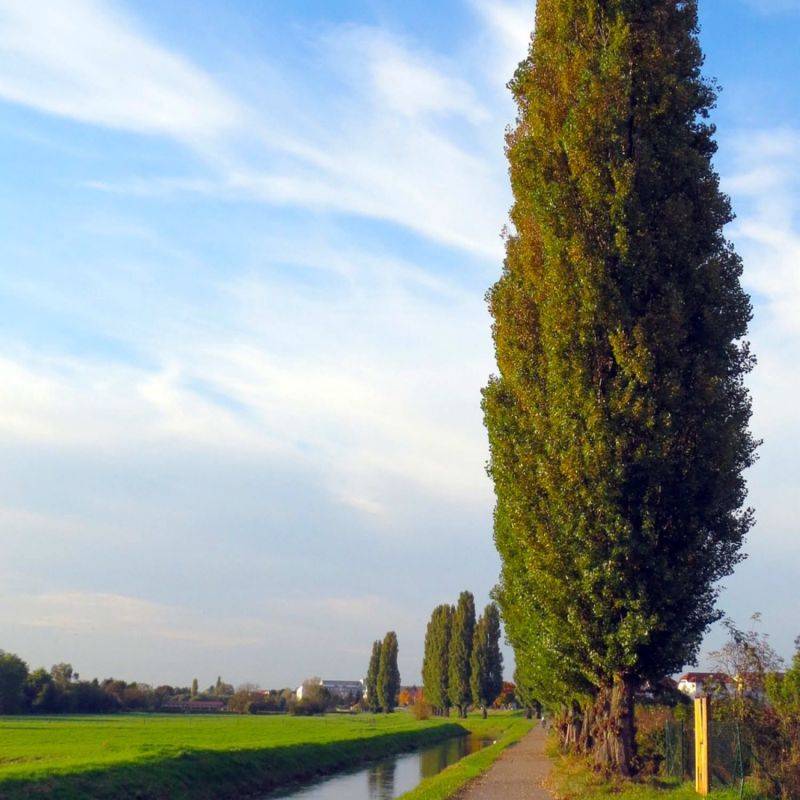 Peuplier noir d'Italie (Populus nigra 'Italica') - Godet - Taille 20/40cm - Pépinières Naudet - Imagen 1