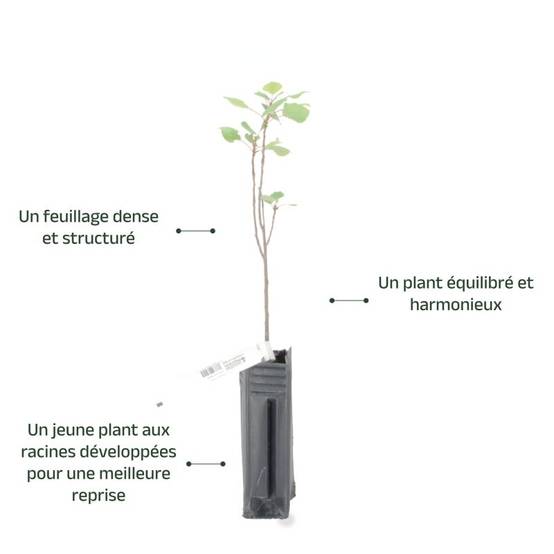 Peuplier noir d'Italie (Populus nigra 'Italica') - Godet - Taille 20/40cm - Pépinières Naudet - Imagen 4