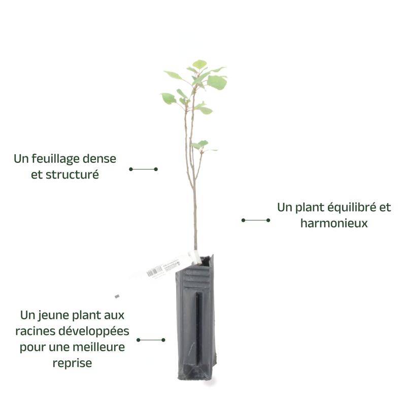 Peuplier noir d'Italie (Populus nigra 'Italica') - Godet - Taille 20/40cm - Pépinières Naudet - Imagen 4