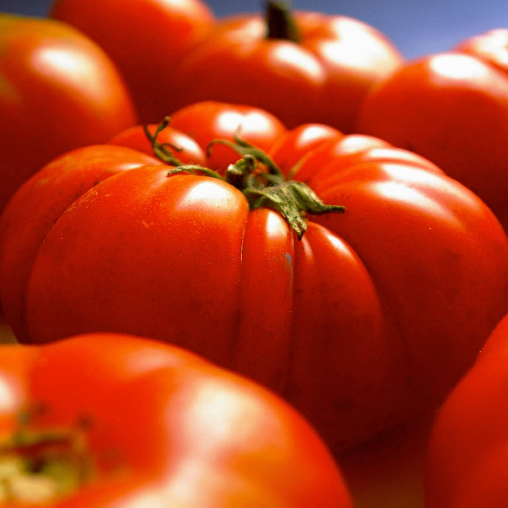 Tomate Gigantomo F1 le sachet de 20 graines environ