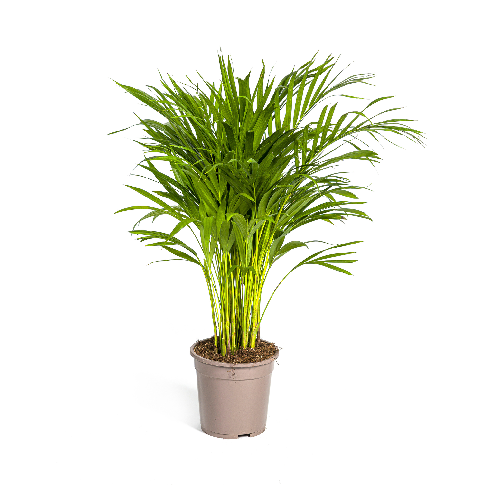 La Green Touch - Dypsis Areca Lutescens - D24 H120cm - Image 4