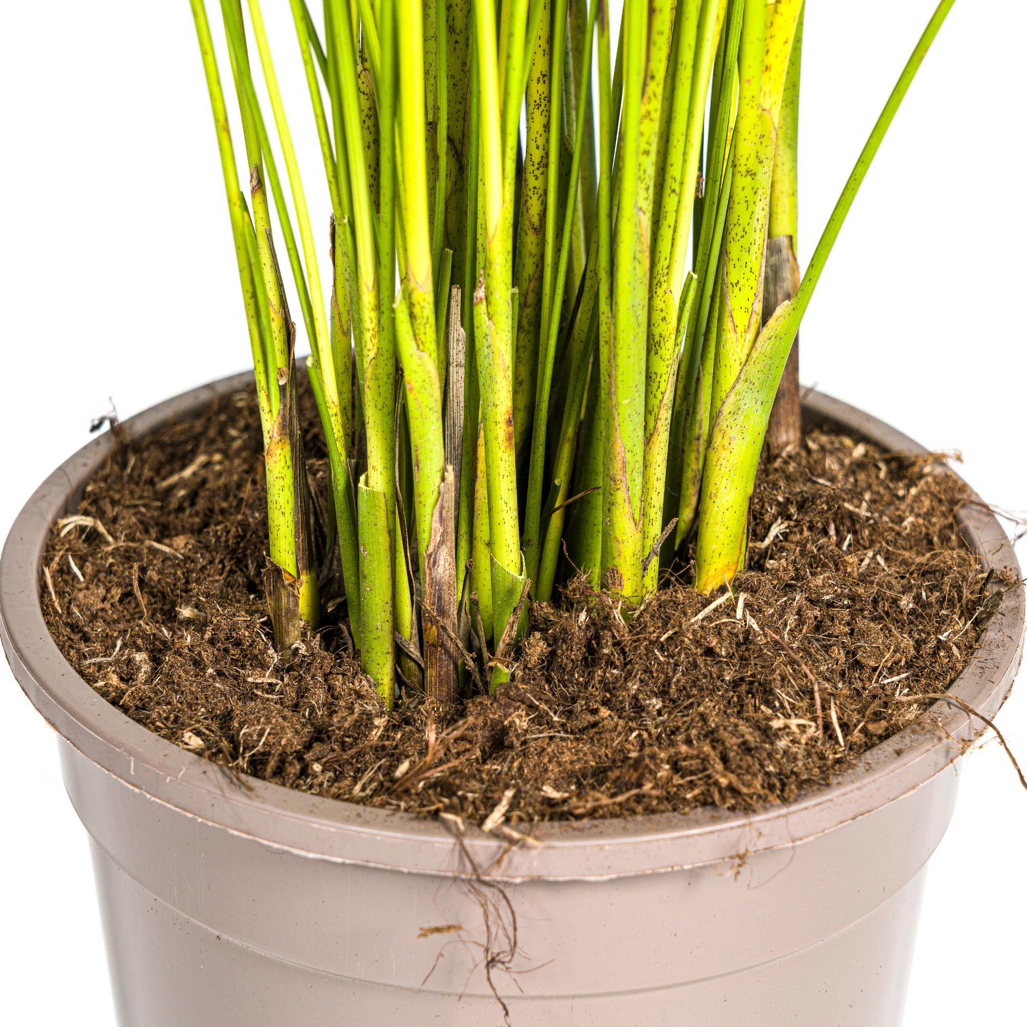 La Green Touch - Dypsis Areca Lutescens - D24 H120cm - Image 6