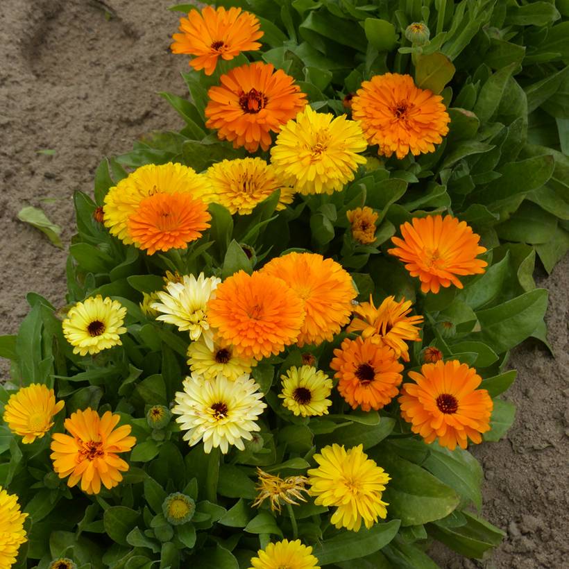 Promesse de Fleurs - Graines de Calendula officinalis nain Fiesta Gitana - Souci des Jardins le sachet de 300 graines environ (2,5g)