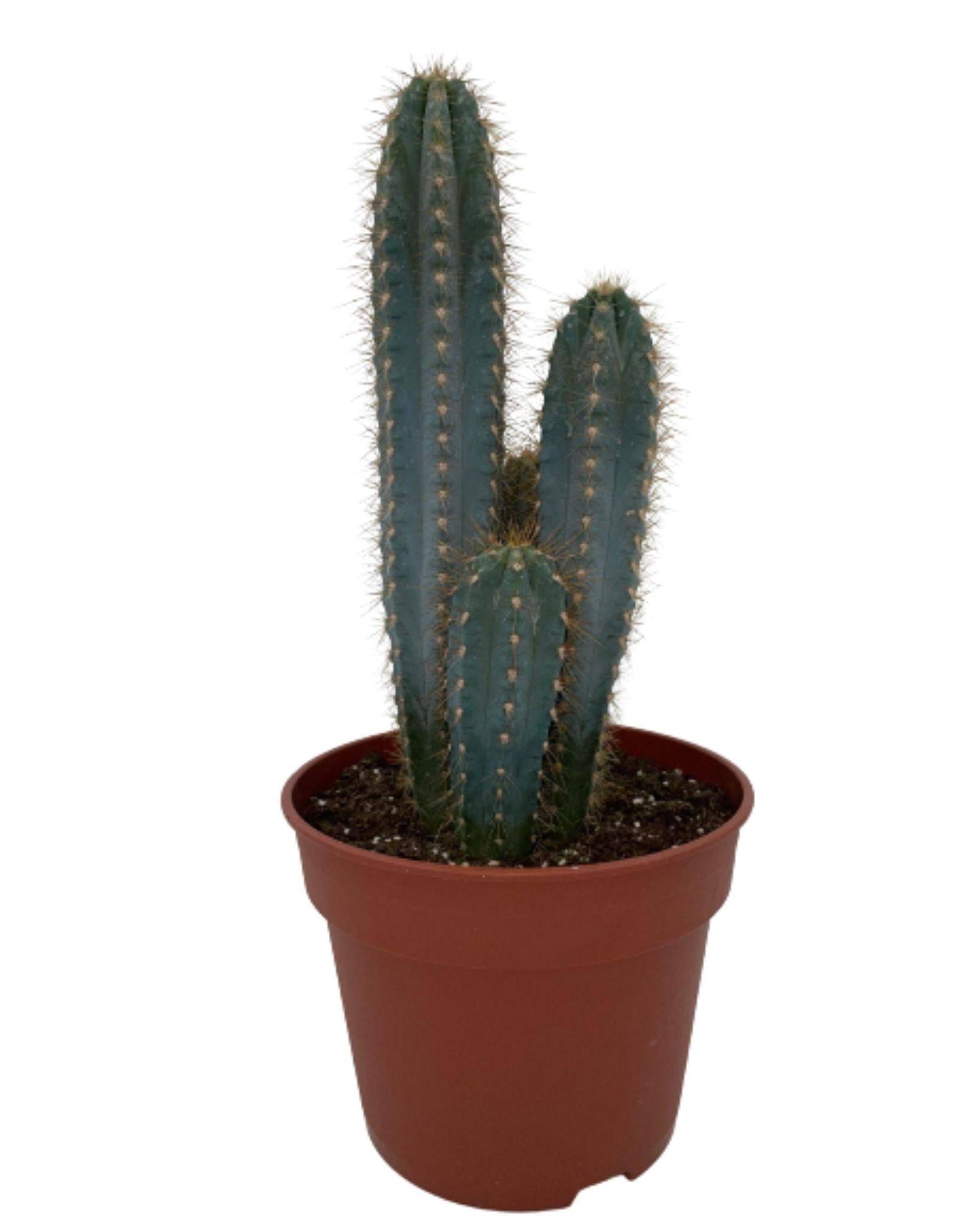 Pilosocereus Azerues en pot- La Green Touch