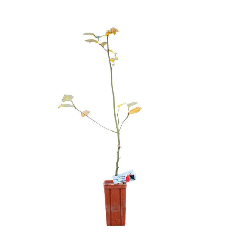 Autre - Charme commun de 2 ans - Pépinière de Puymège - Plant truffier mycorhizé à la truffe du Périgord - Tuber mélanosporum