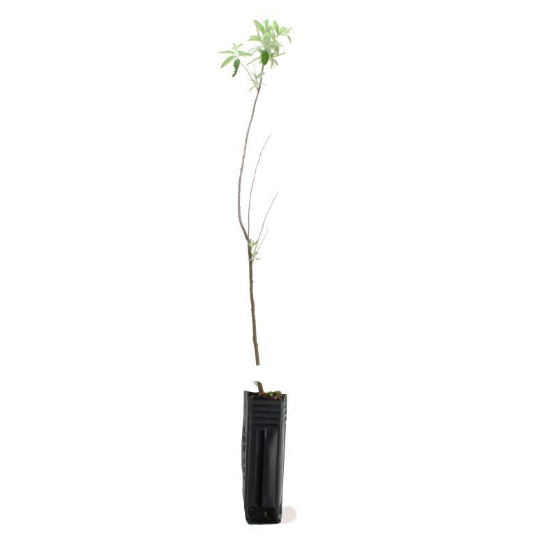 Olivier de Bohême (Elaeagnus angustifolia) - Godet - Taille 30/50cm - Pépinières Naudet - Imagen 3