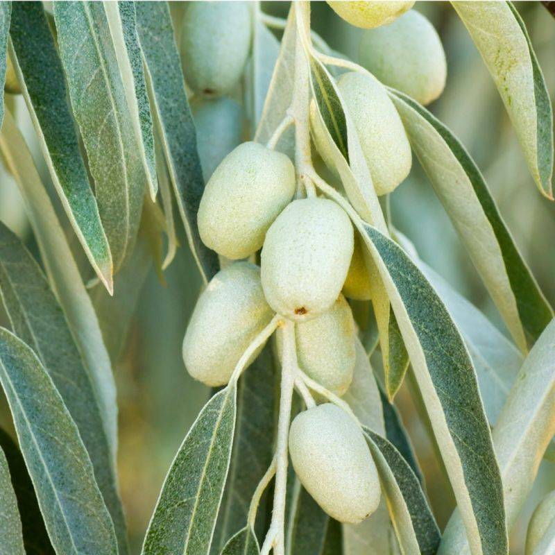 Olivier de Bohême (Elaeagnus angustifolia) - Godet - Taille 30/50cm - Pépinières Naudet - Imagen 2
