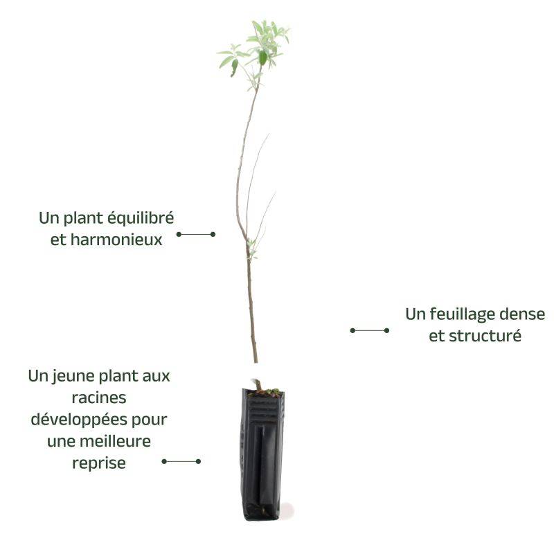 Olivier de Bohême (Elaeagnus angustifolia) - Godet - Taille 30/50cm - Pépinières Naudet - Imagen 4