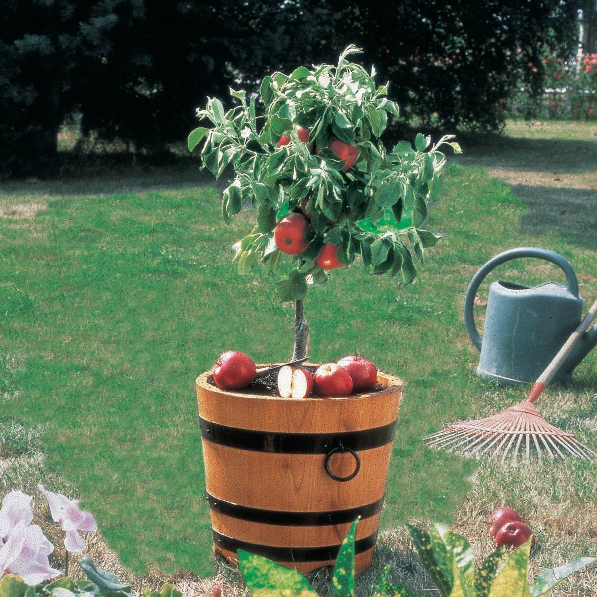 Promesse de Fleurs - Pommier nain Croquella - Georges Delbard Motte "Prêt-à-planter", 1/4 de tige, Tronc de 30/40cm
