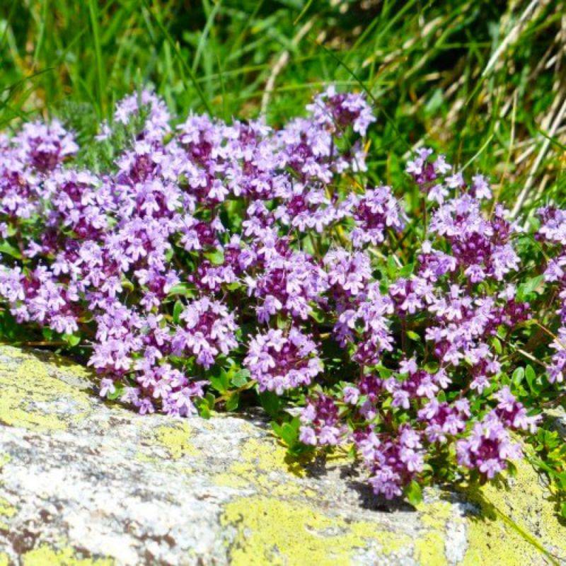 Thym (Thymus Officinalis) - Godet - Taille 13/25cm - Pépinières Naudet - Image 1