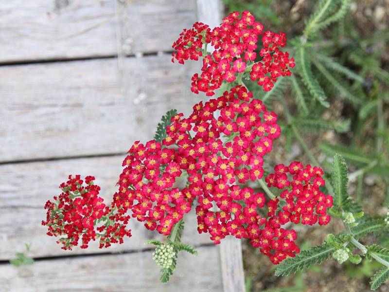 Achillée millefolium Paprika Godet de 7/8 cm - Image 1