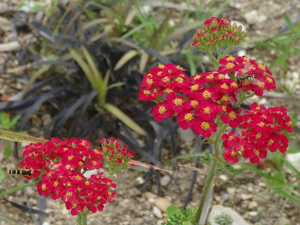 Achillée millefolium Paprika Godet de 7/8 cm - Image 2