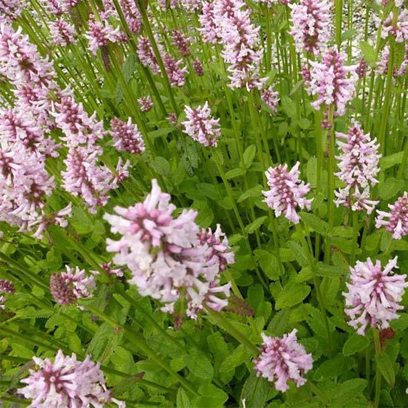 Promesse de Fleurs - Stachys monieri Rosea - Epiaire Godet de 8/9 cm