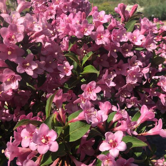 Weigela florida Pink Poppet Pot de 3L/4L - Image 1