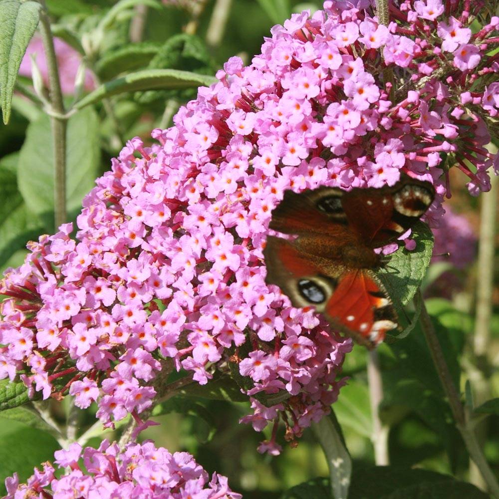 Buddleia davidii Pink Panther - Arbre aux papillons Pot de 2L/3L - Image 1