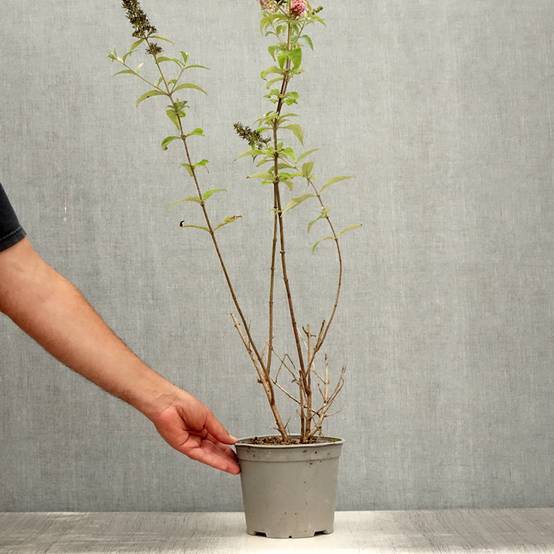 Buddleia davidii Pink Panther - Arbre aux papillons Pot de 2L/3L - Image 2