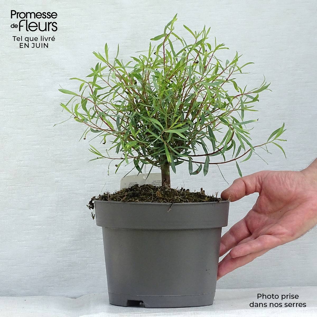 Salix purpurea Nana - Saule pourpre Pot de 2L/3L - Image 2