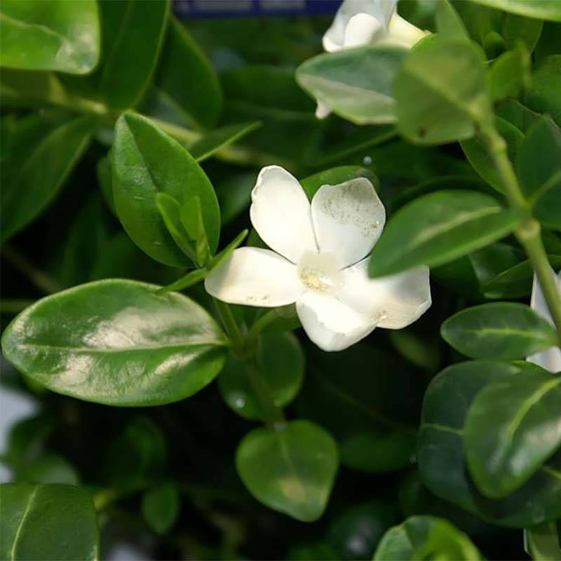 Vinca minor Alba - Petite pervenche Godet de 8/9 cm