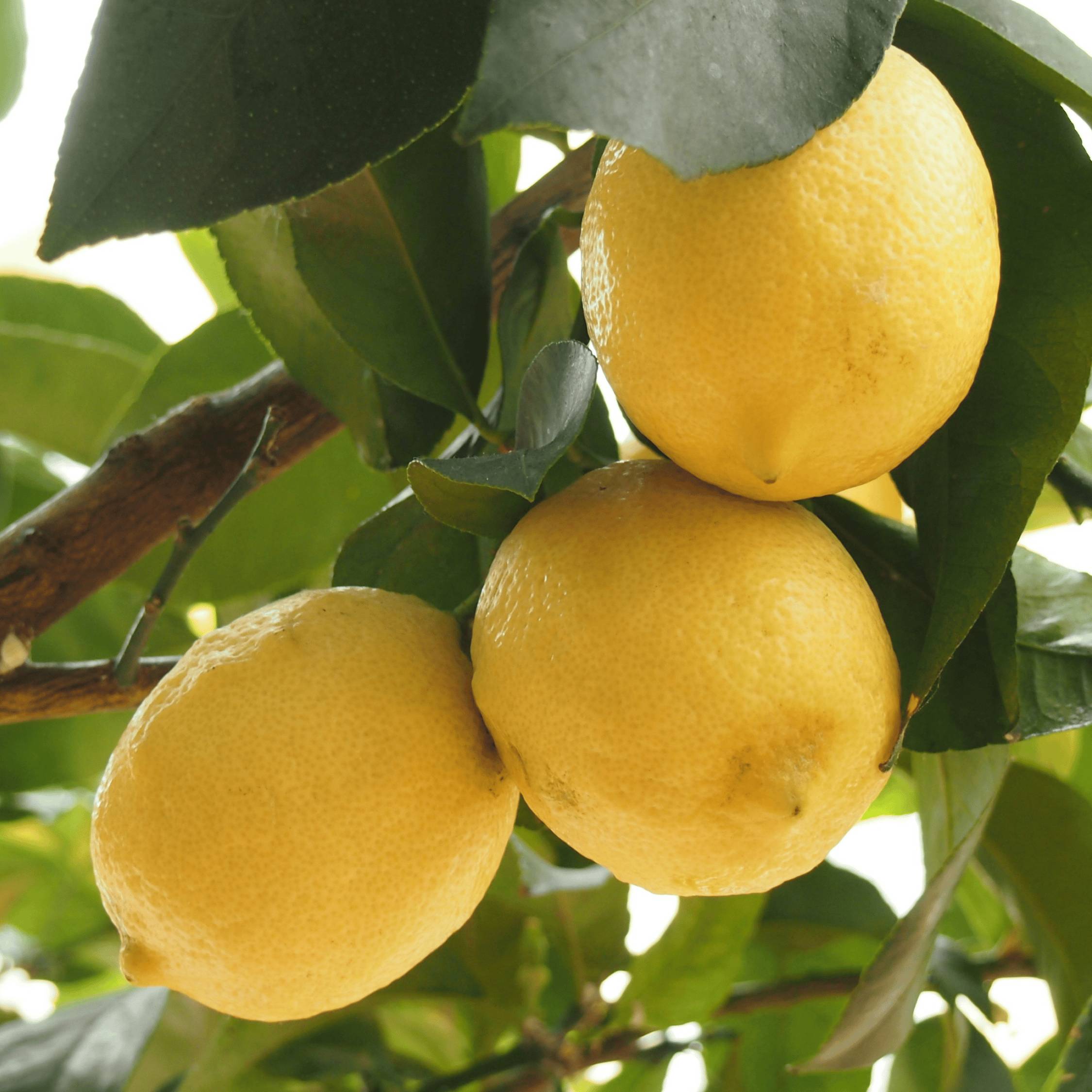 Citronnier - Set de 2 - Citrus limon - Hauteur 60-70cm - ⌀19cm - Image 4