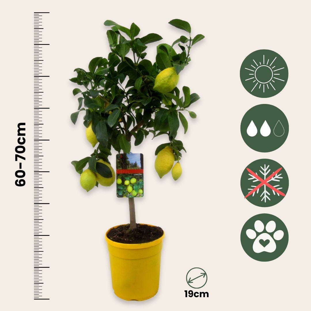 Citronnier - Set de 2 - Citrus limon - Hauteur 60-70cm - ⌀19cm - Image 5