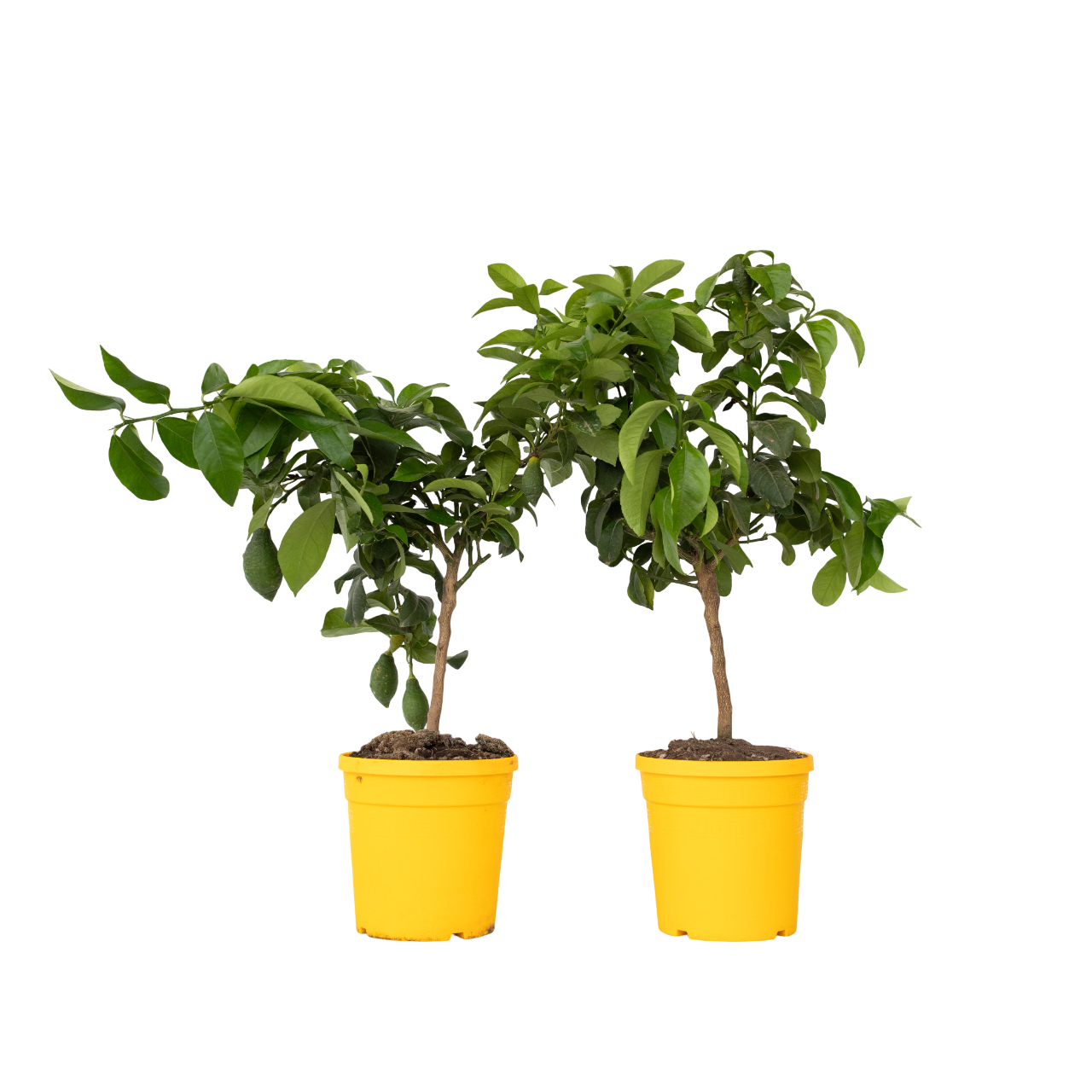 Citronnier - Set de 2 - Citrus limon - Hauteur 60-70cm - ⌀19cm - Image 1