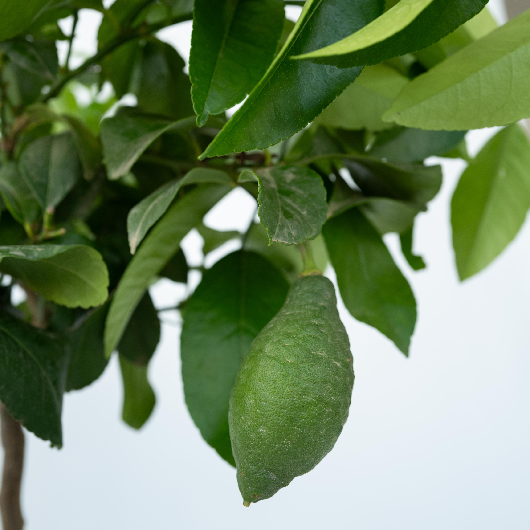 Citronnier - Set de 2 - Citrus limon - Hauteur 60-70cm - ⌀19cm - Image 3