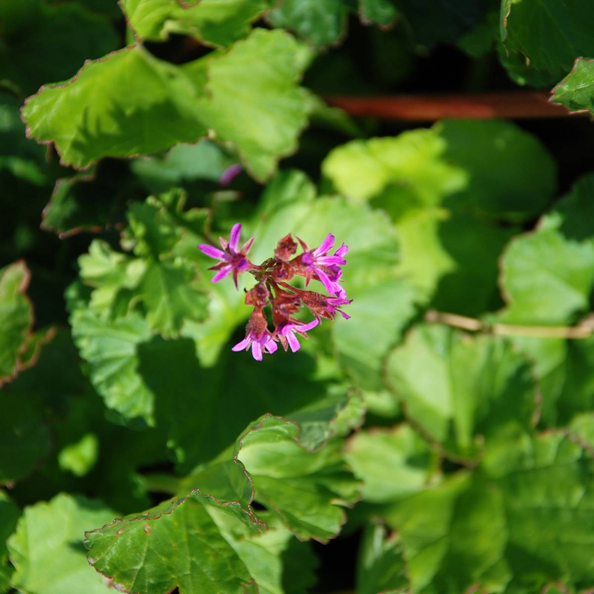 Promesse de Fleurs - Pelargonium grossularioides - Pélargonium botanique Godet de 8/9 cm