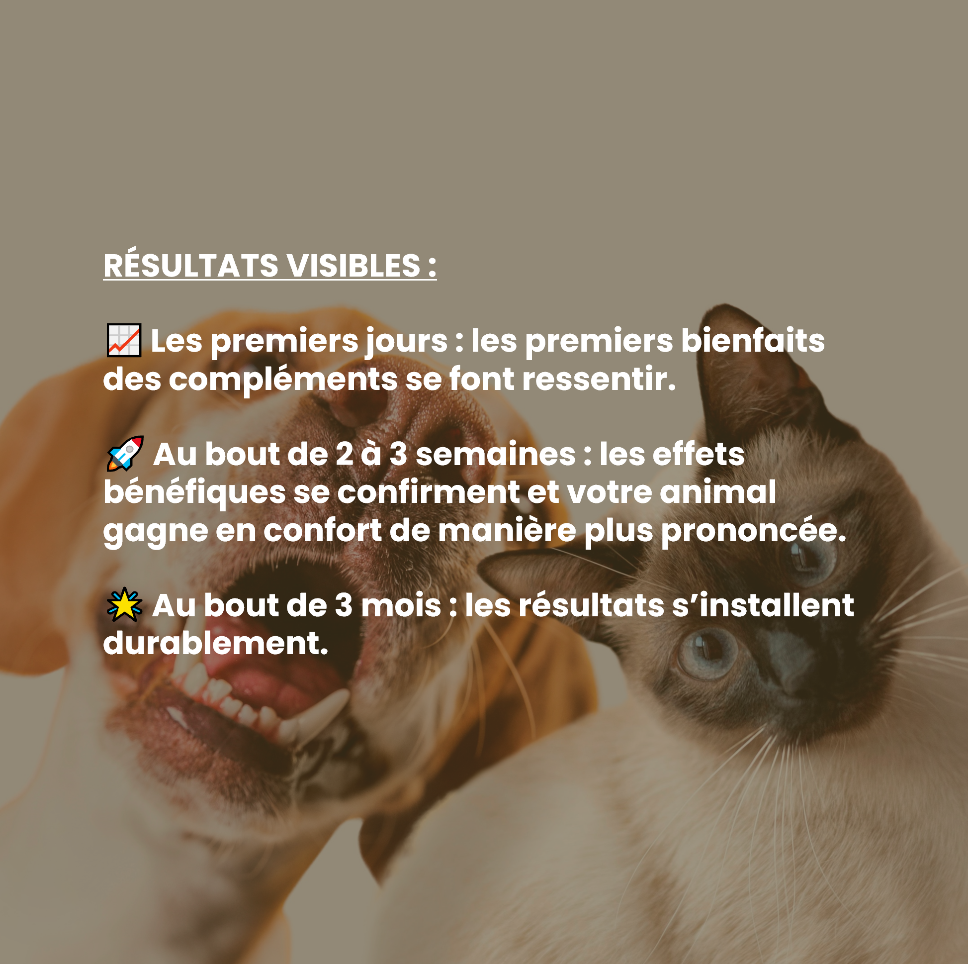 Complément alimentaire vétérinaire - Mobilité (articulations) chat 50 mL - VetyVert - Image 6