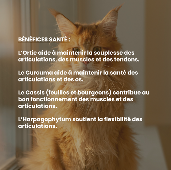 Complément alimentaire vétérinaire - Mobilité (articulations) chat 50 mL - VetyVert - Image 4