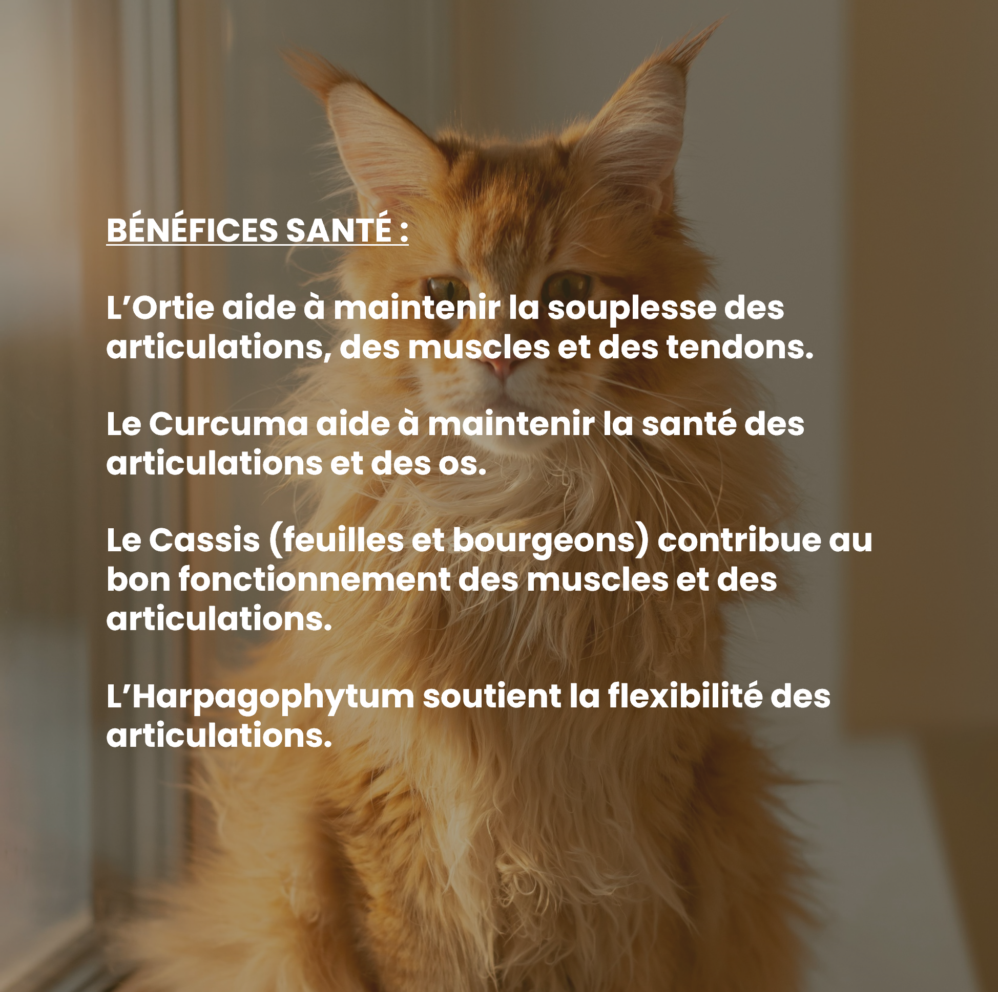 Complément alimentaire vétérinaire - Mobilité (articulations) chat 50 mL - VetyVert - Image 4