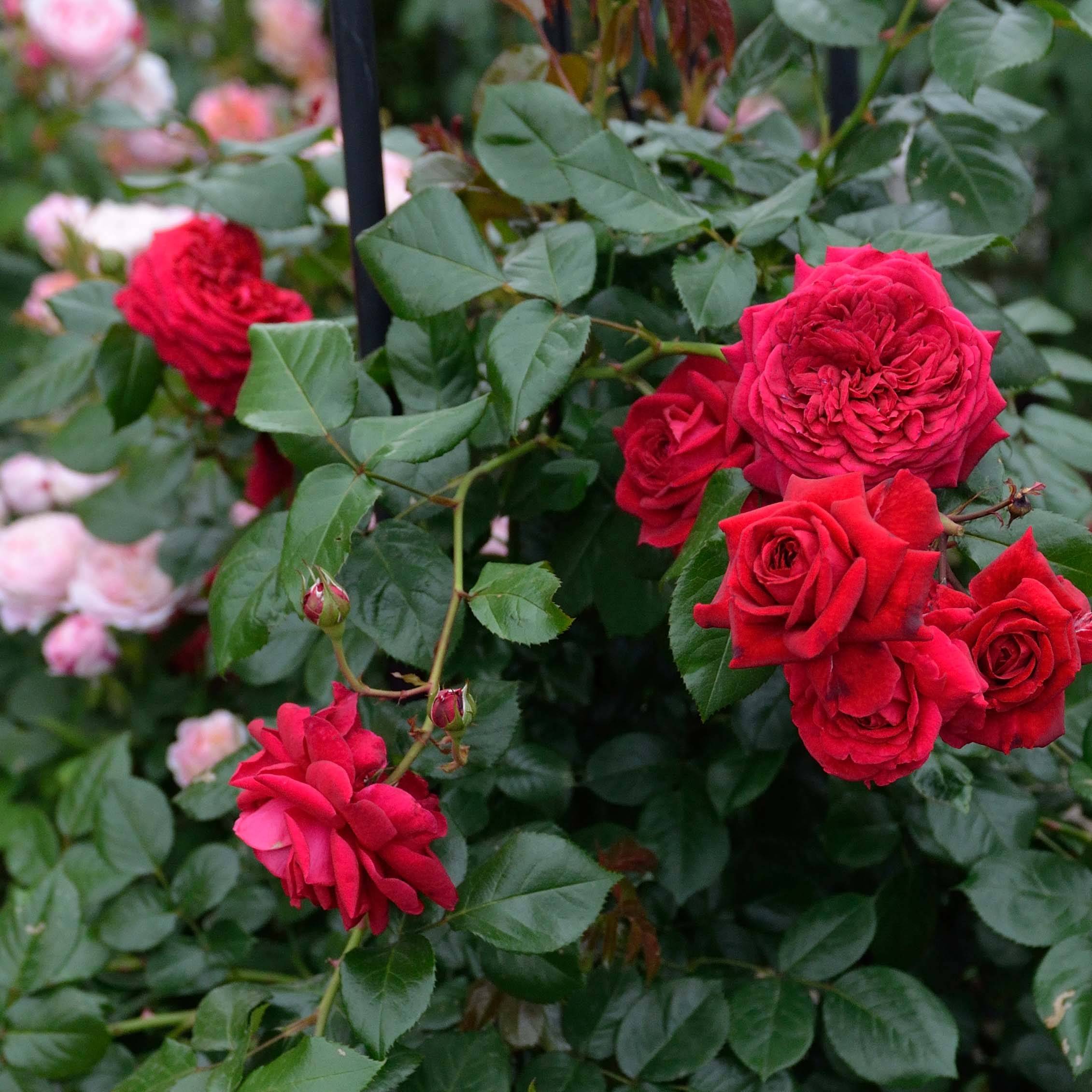 Promesse de Fleurs - Rosier à grandes fleurs République de Montmartre Racines nues en motte