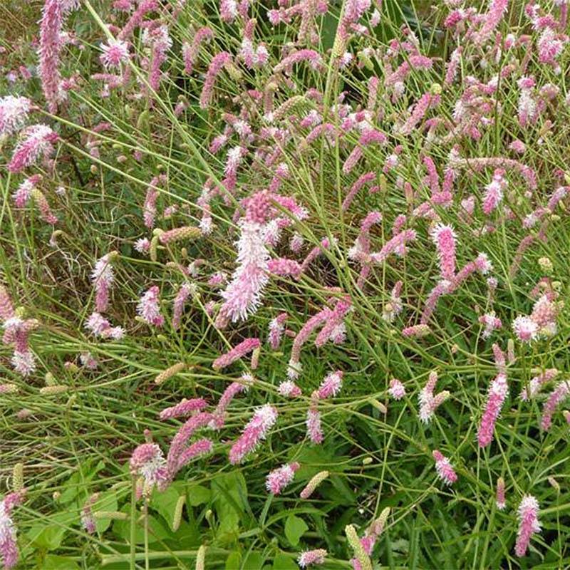 Promesse de Fleurs - Sanguisorba hybride Pink Brushes - Pimprenelle Godet de 8/9 cm