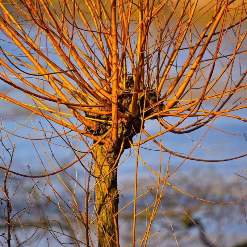 Saule blanc Vitellina (Salix alba subsp. vitellina) - Godet - Taille 30/50cm - Pépinières Naudet - Imagen 1
