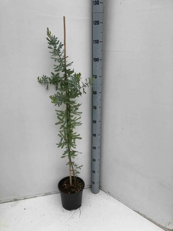 Sans Marque - Acacia baileyana 'Purpurea' (Acacia Pourpre De Bailey) Pot de 3 litres - 130/140 cm - Image 1