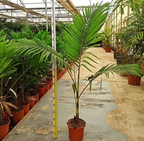 Sans Marque - Acacia baileyana 'Purpurea' (Acacia Pourpre De Bailey) Pot de 3 litres - 130/140 cm - Image 4
