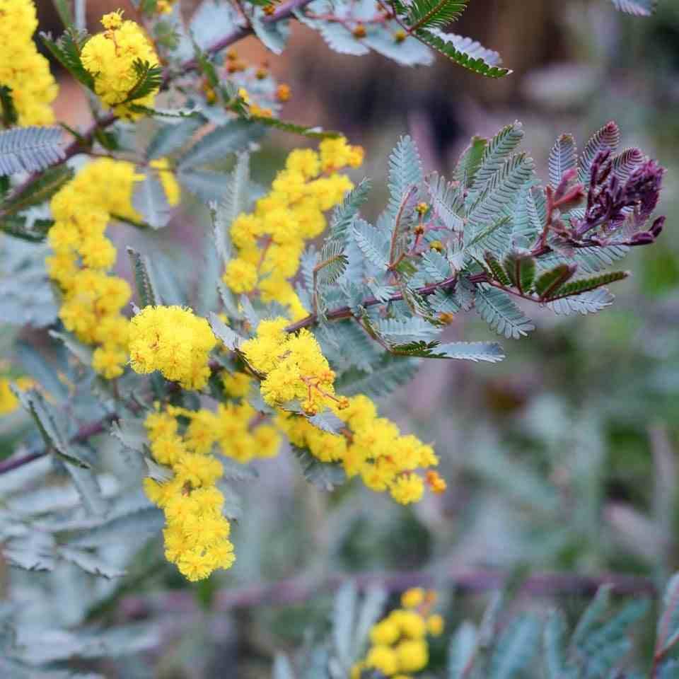 Sans Marque - Acacia baileyana 'Purpurea' (Acacia Pourpre De Bailey) Pot de 3 litres - 130/140 cm - Image 3